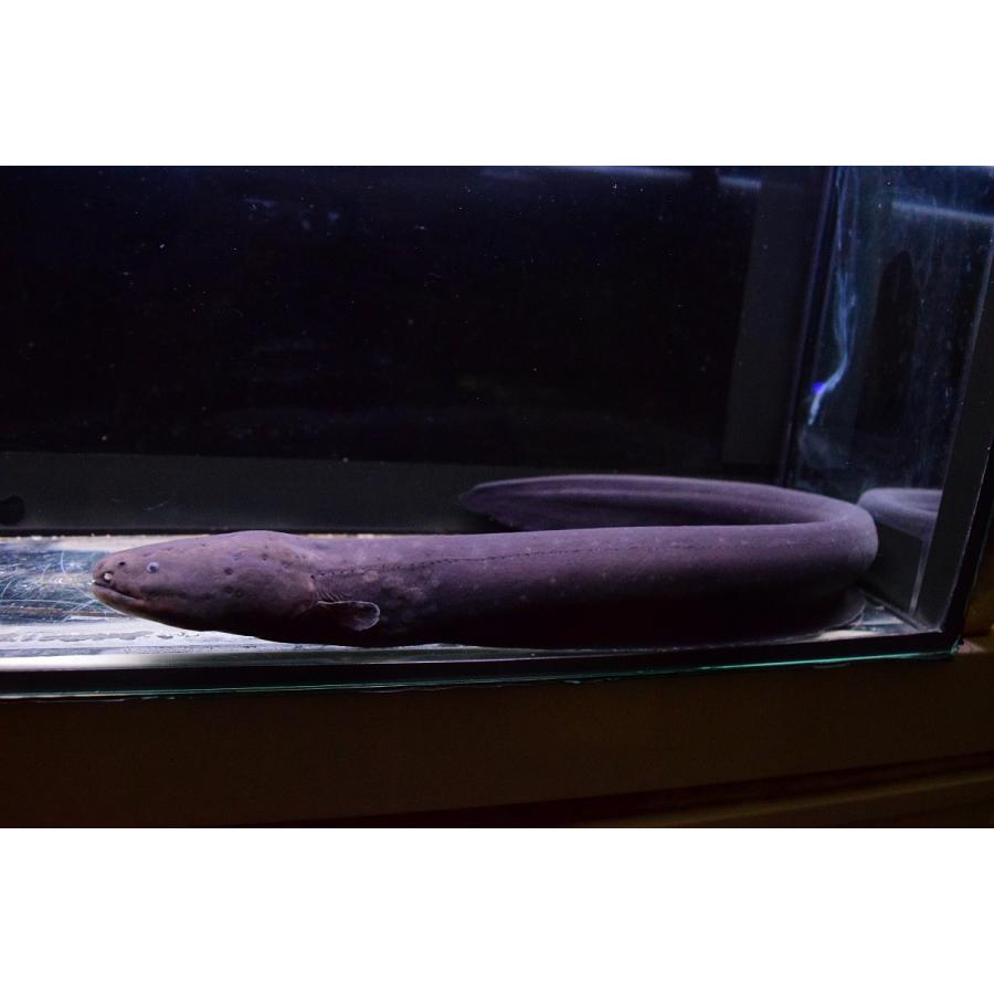 デンキウナギ　”ペルー”　43cm 