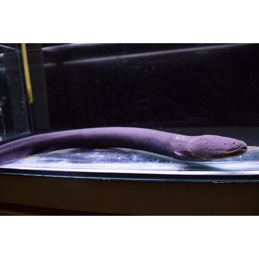 デンキウナギ　”ペルー”　43cm 