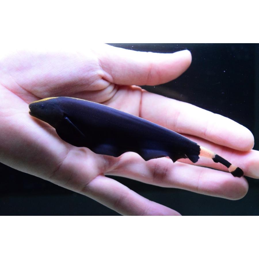 ブラックゴースト コロンビア 13cm Other232 World Rivers Net 通販 Yahoo ショッピング