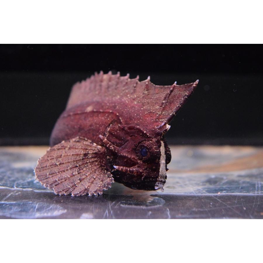 ブラキッシュウォータースコーピオンフィッシュ インドネシア 9cm Other238 World Rivers Net 通販 Yahoo ショッピング