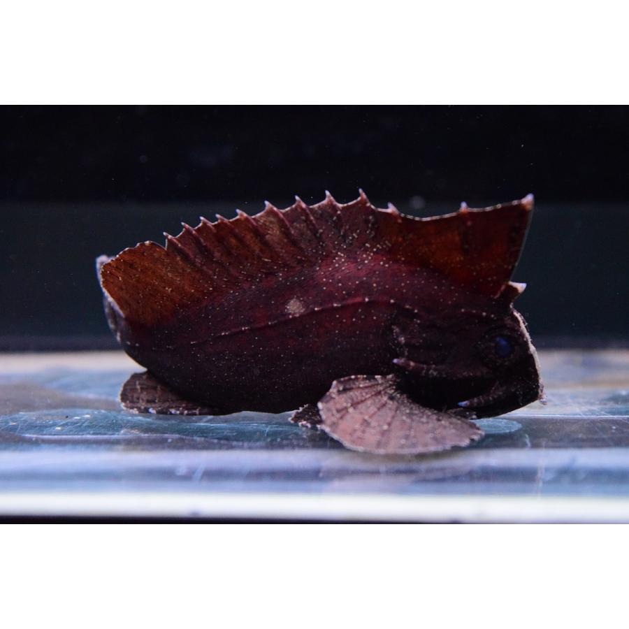 ブラキッシュウォータースコーピオンフィッシュ インドネシア 9cm Other238 World Rivers Net 通販 Yahoo ショッピング