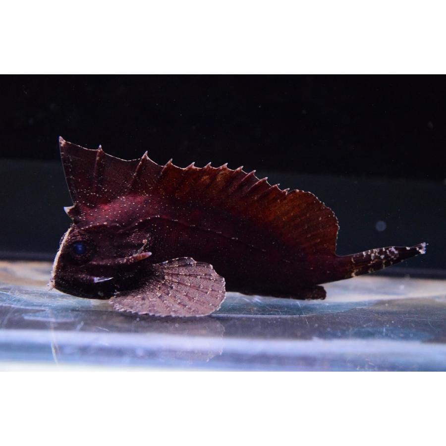 ブラキッシュウォータースコーピオンフィッシュ インドネシア 9cm Other238 World Rivers Net 通販 Yahoo ショッピング