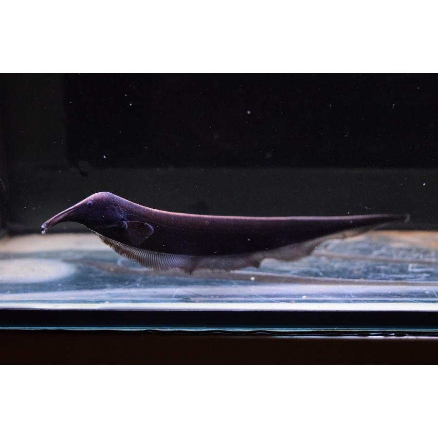 エレファントナイフフィッシュ ペルー 15cm程 Other240 World Rivers Net 通販 Yahoo ショッピング