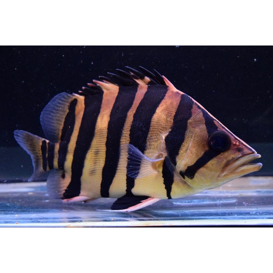 ダトニオプラスワン スマトラ島 17 18cm Other258 World Rivers Net 通販 Yahoo ショッピング