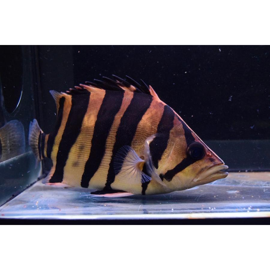 ダトニオプラスワン スマトラ島 17 18cm Other258 World Rivers Net 通販 Yahoo ショッピング