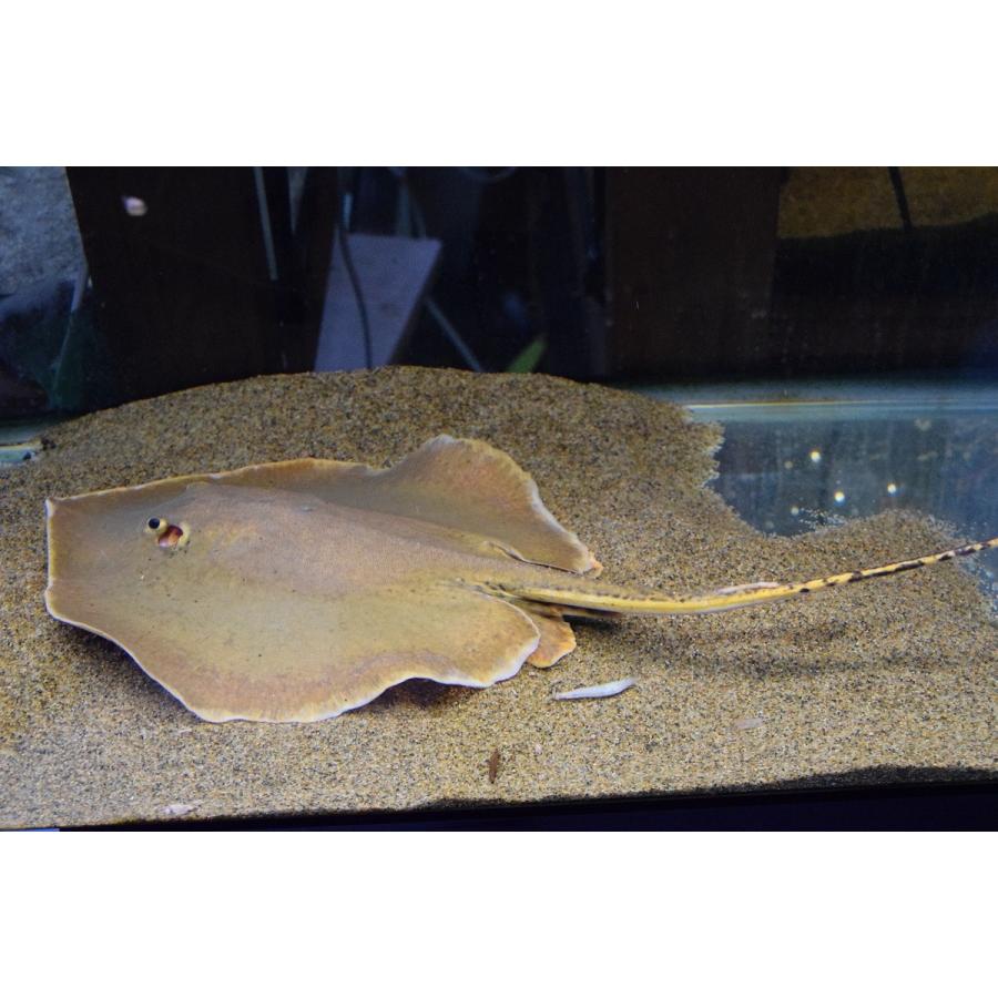 数量限定 へミトリゴン・ラオスエンシス　体盤長25cm　全長80cm程 【DGJ1073307993】(39100円)