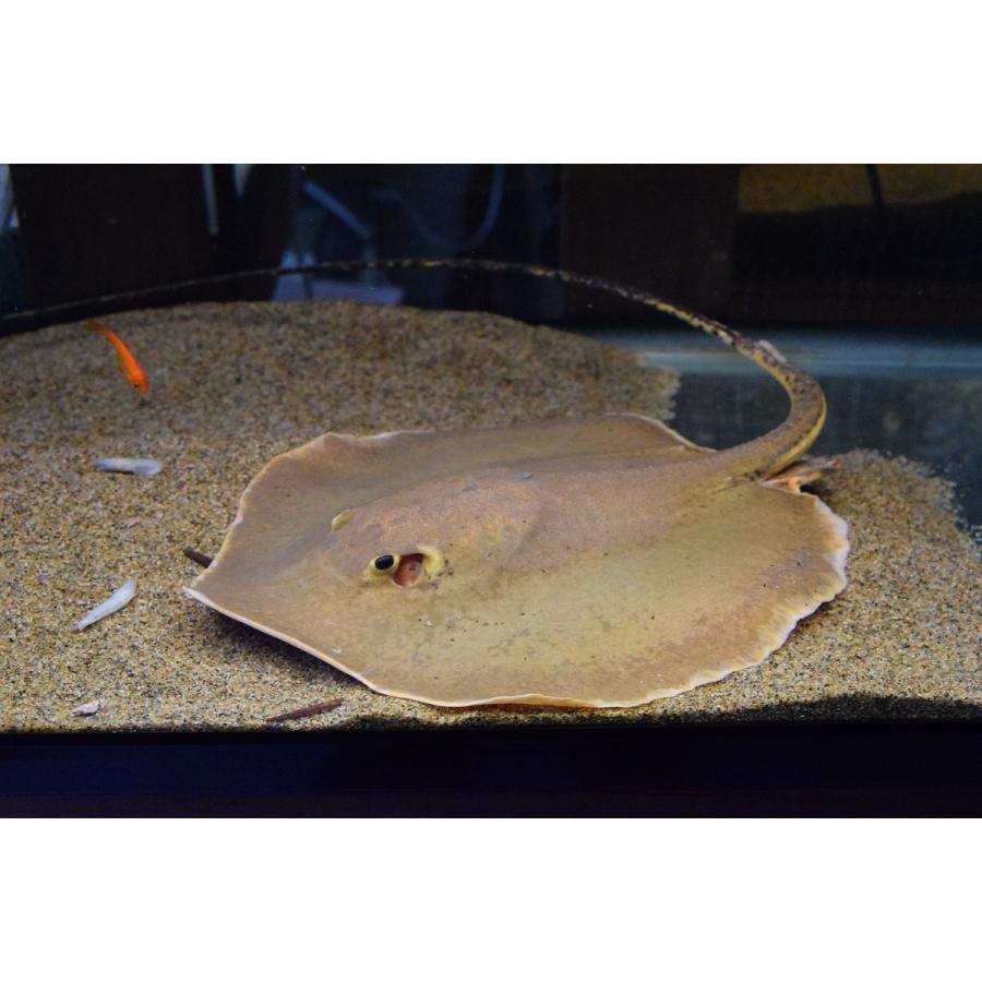 数量限定 へミトリゴン・ラオスエンシス　体盤長25cm　全長80cm程 【DGJ1073307993】(39100円)