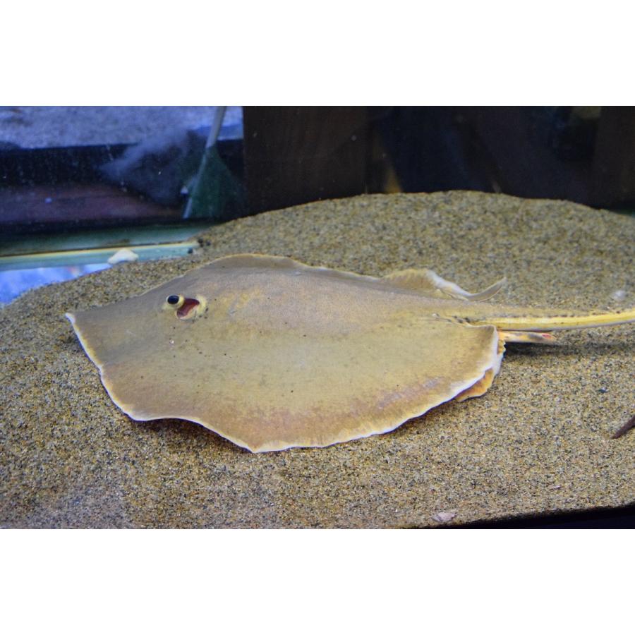 数量限定 へミトリゴン・ラオスエンシス　体盤長25cm　全長80cm程 【DGJ1073307993】(39100円)