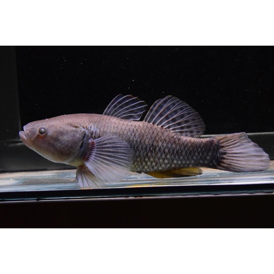 26【新品未使用】 ドルミテーターゴビー　”エクアドル”　20cm 【1506931404】(9620円)