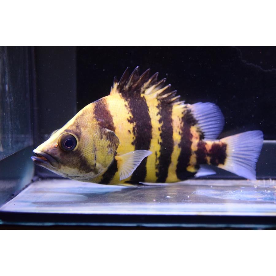 ニューギニアダトニオ　商談中 ニューギニアダトニオ 商談中