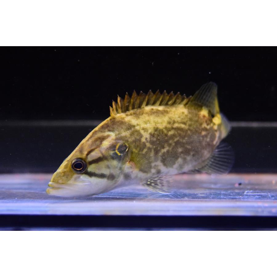 ナンシオヤニラミ 12 13cm Other304 World Rivers Net 通販 Yahoo ショッピング