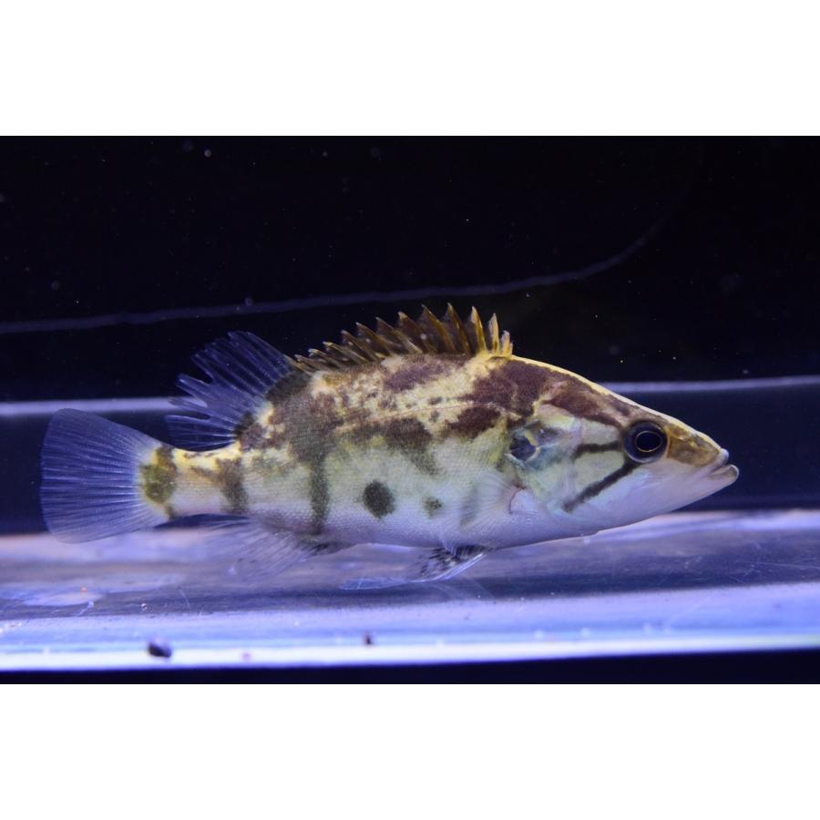 ナンシオヤニラミ 12cm Other311 World Rivers Net 通販 Yahoo ショッピング