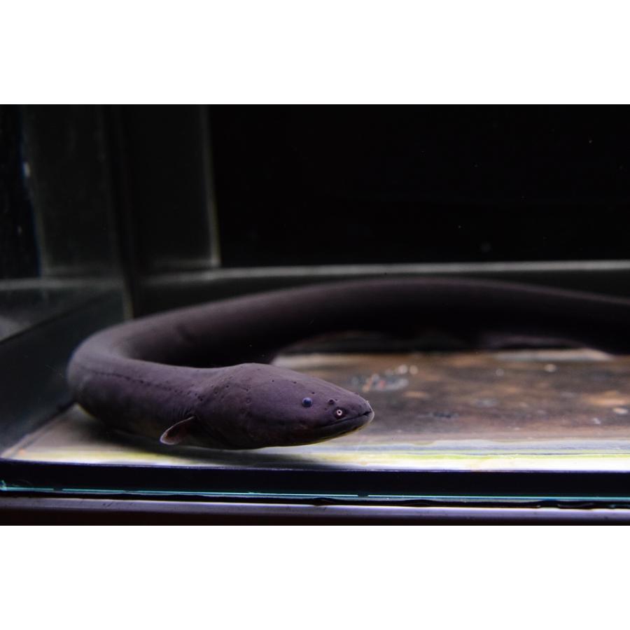 デンキウナギ ペルー 36cm程 Other317 World Rivers Net 通販 Yahoo ショッピング