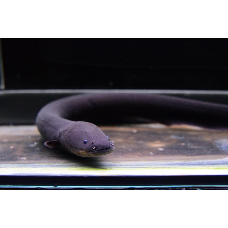 デンキウナギ ペルー 36cm程 Other317 World Rivers Net 通販 Yahoo ショッピング