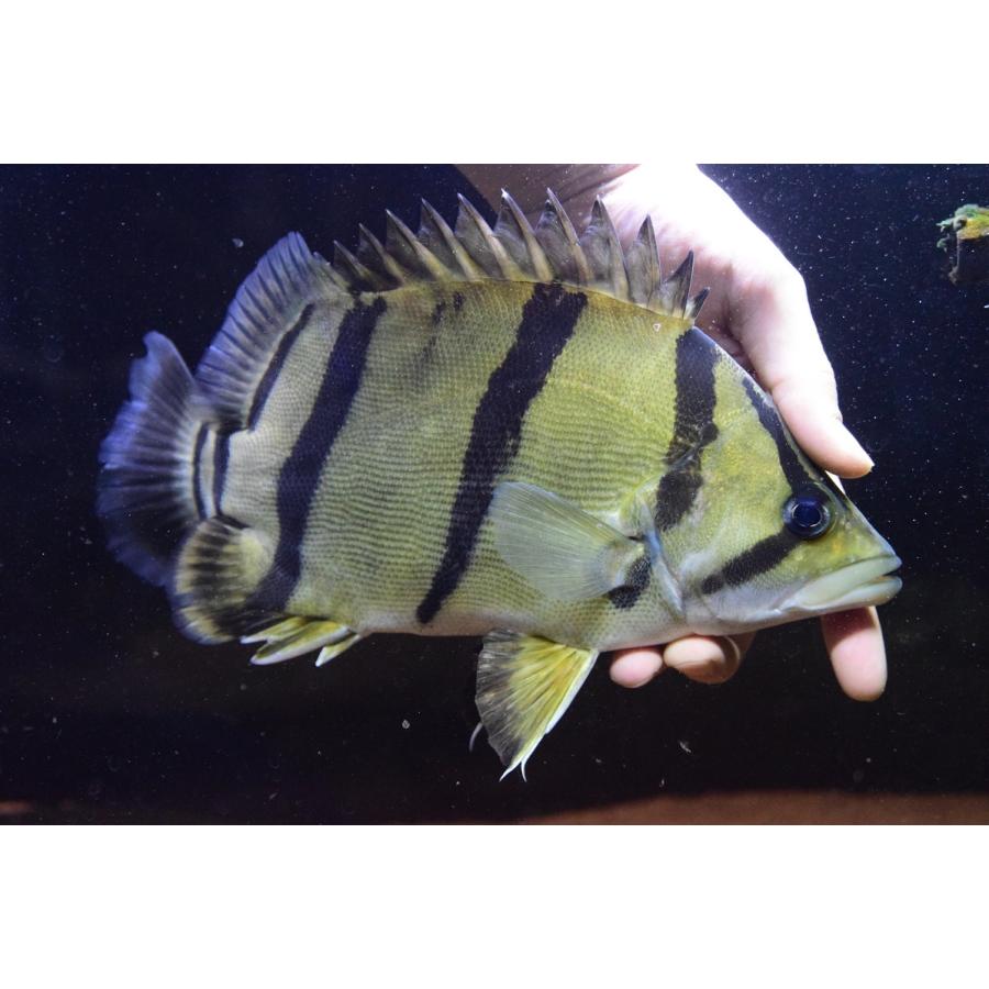 フォーバータイガー タイ便 26cm Other328 World Rivers Net 通販 Yahoo ショッピング