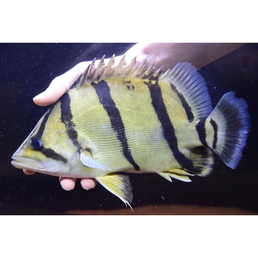 フォーバータイガー タイ便 26cm Other328 World Rivers Net 通販 Yahoo ショッピング