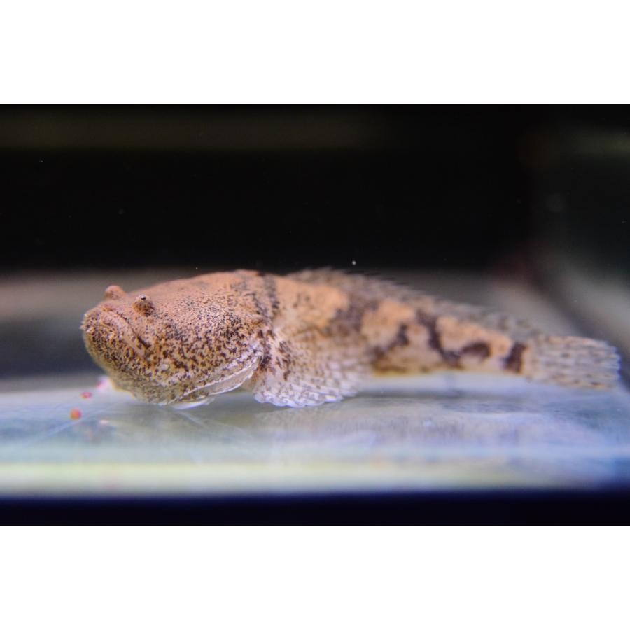 ストーンフィッシュ ペルー 5 6cm Other333 World Rivers Net 通販 Yahoo ショッピング