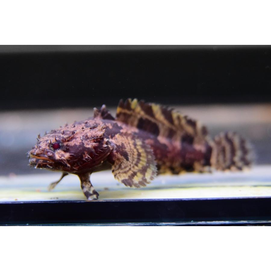 ライオンフィッシュ ベトナム 7cm程 Other336 World Rivers Net 通販 Yahoo ショッピング