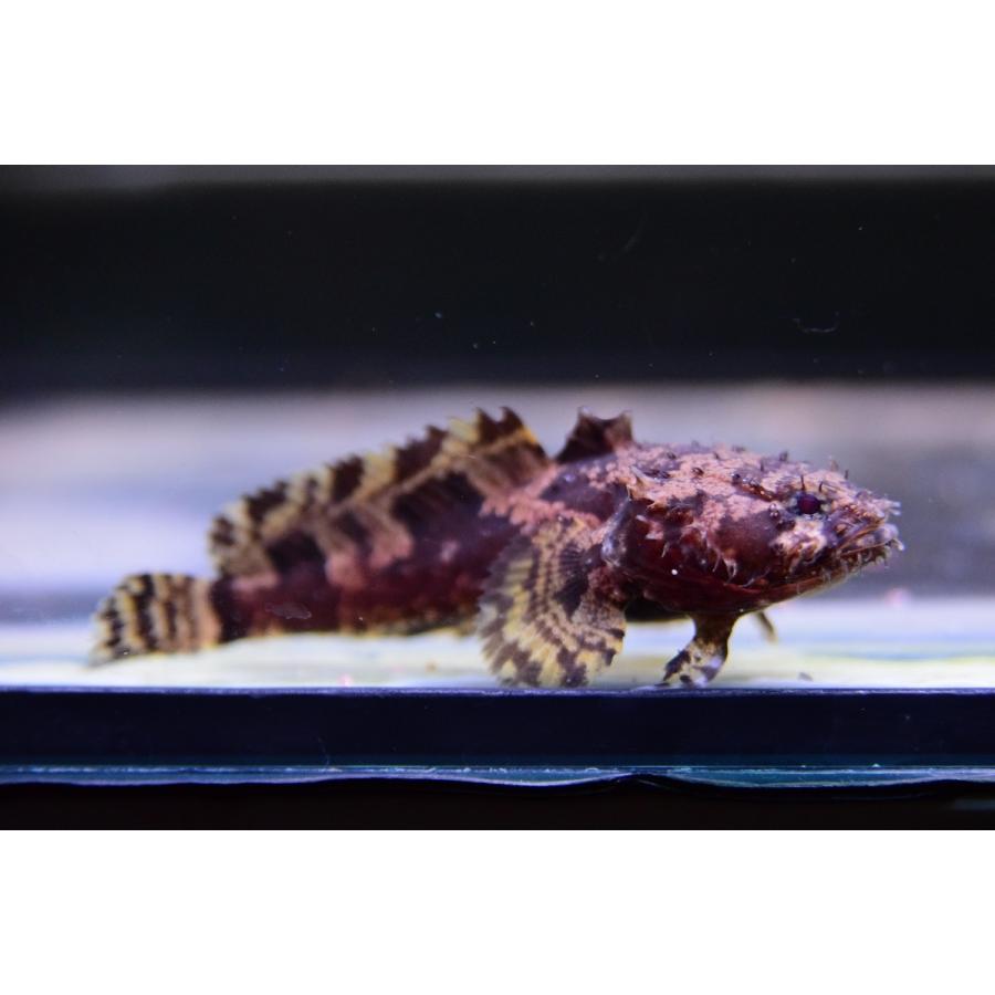 ライオンフィッシュ ベトナム 7cm程 Other336 World Rivers Net 通販 Yahoo ショッピング