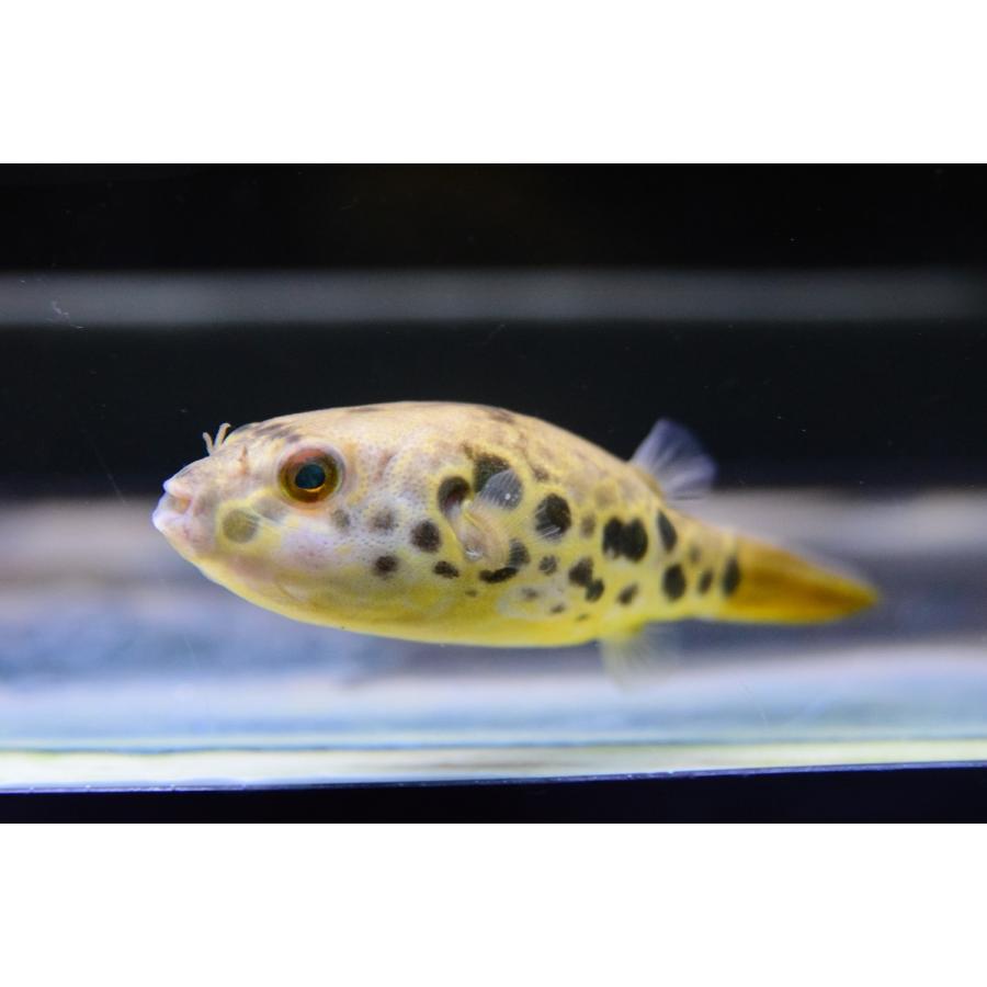 全国宅配無料 テトラオドン ショウテデニィ コンゴ 8cm No 5 再再販 Iniciatupyme Cl