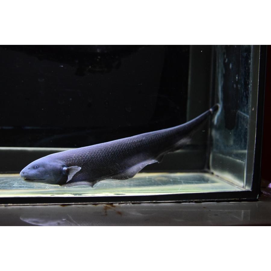 ピラムターバ スリナム スリナムリバー 22cm No 2