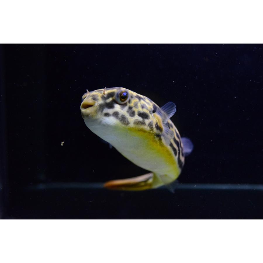 テトラオドン・ムブ　”コンゴ”　15-16cm