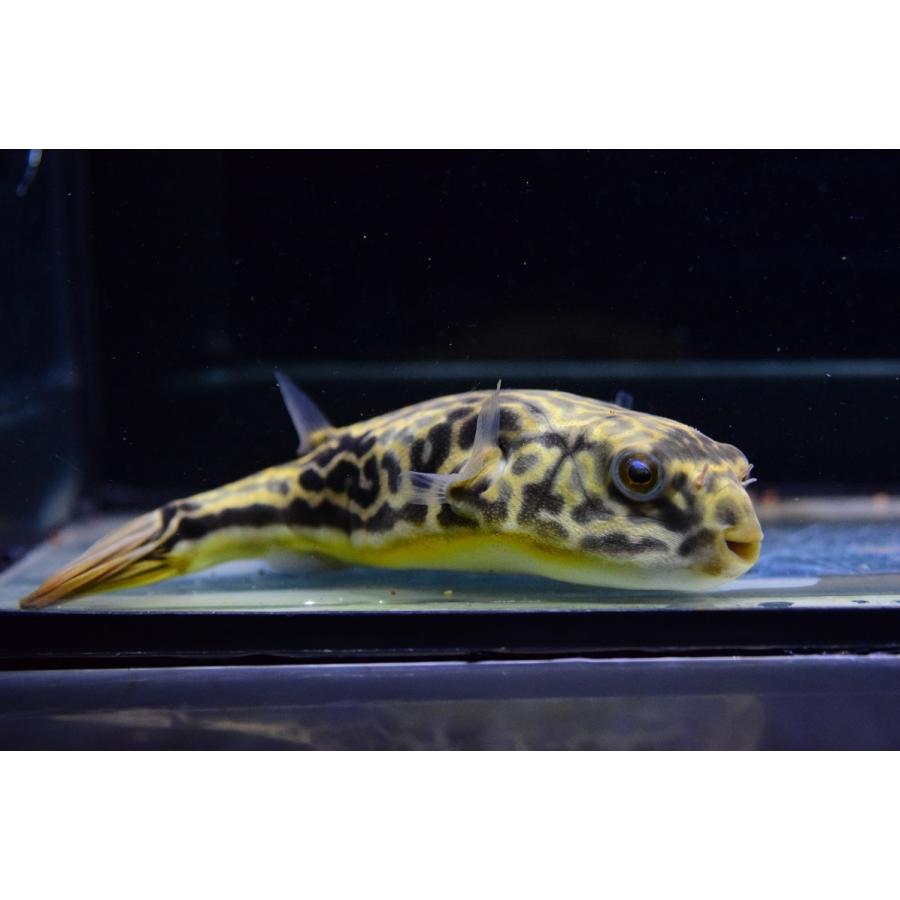 テトラオドン・ムブ　”コンゴ”　15-16cm 