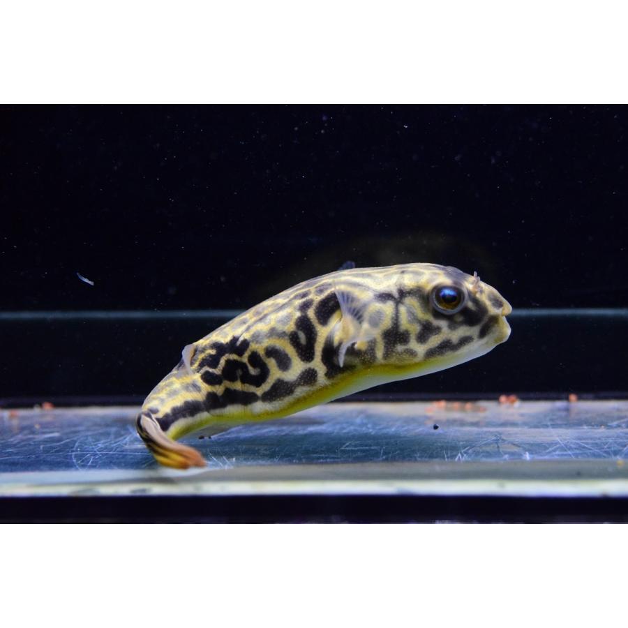 テトラオドン・ムブ　”コンゴ”　15-16cm 