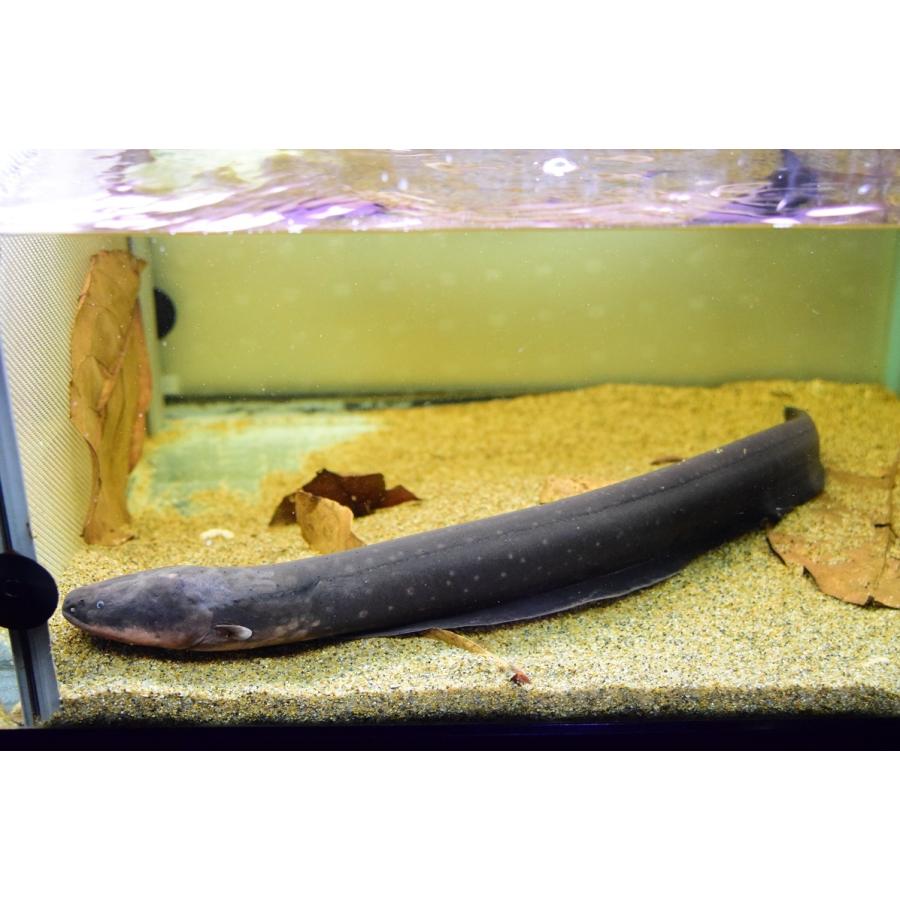 デンキウナギ　”ペルー”　52-53cm