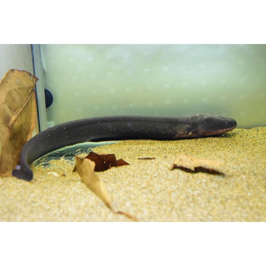 デンキウナギ　”ペルー”　52-53cm 