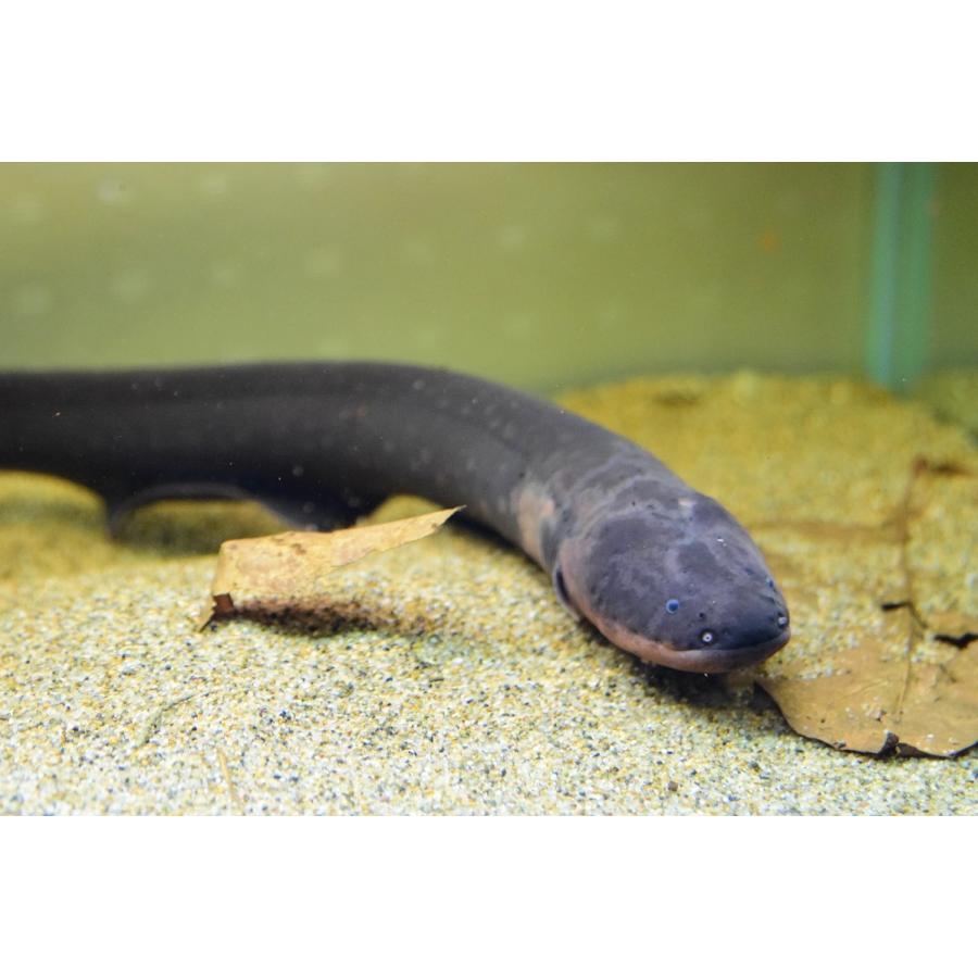 デンキウナギ　”ペルー”　52-53cm 