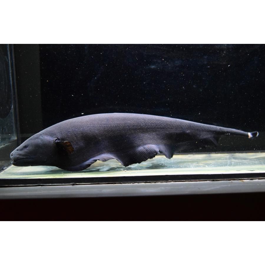 ブラックゴースト 30cm Other368 World Rivers Net 通販 Yahoo ショッピング