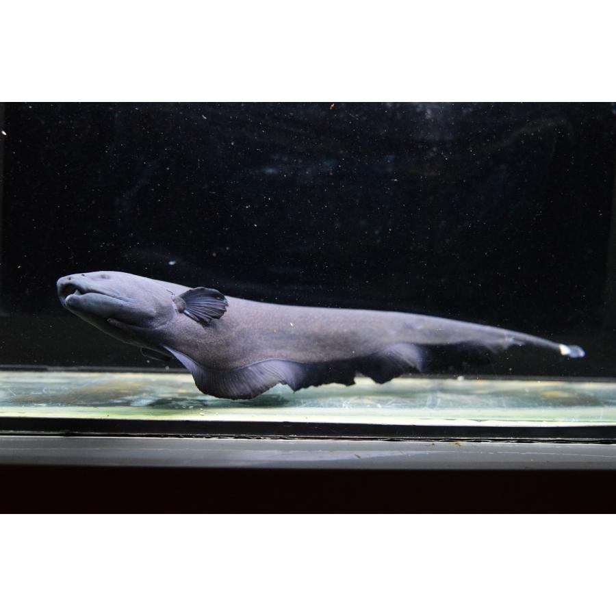 ブラックゴースト 30cm Other368 World Rivers Net 通販 Yahoo ショッピング