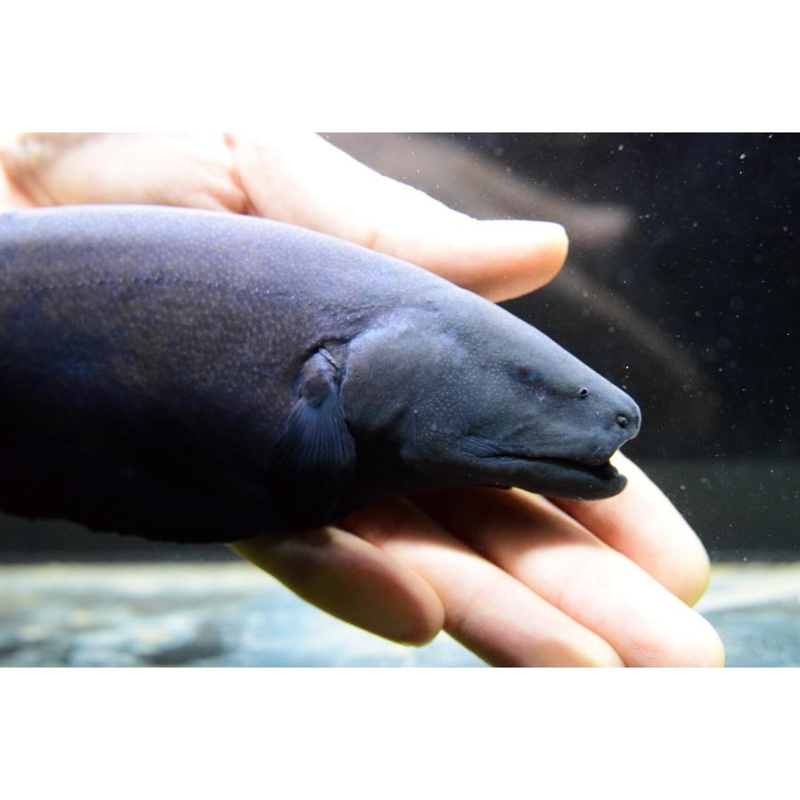 ブラックゴースト 30cm Other368 World Rivers Net 通販 Yahoo ショッピング