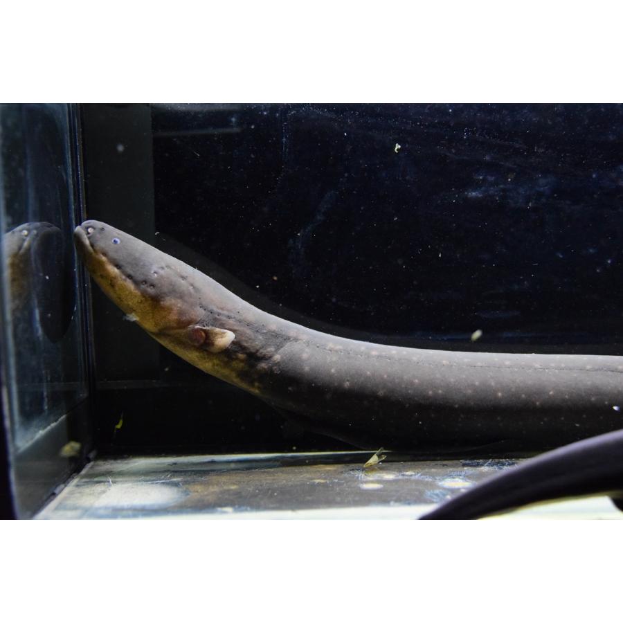 大人気の 電気ウナギ デンキウナギ ペルー 51 52cm 観賞魚生体