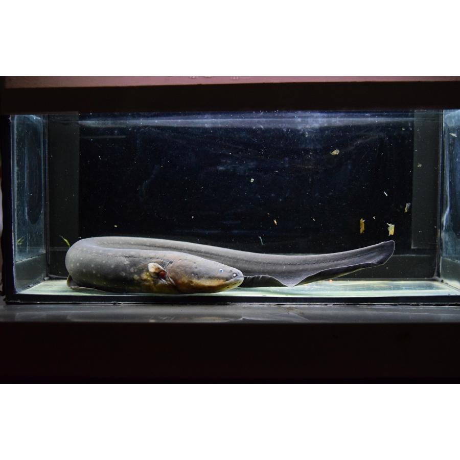 大人気の 電気ウナギ デンキウナギ ペルー 51 52cm 観賞魚生体