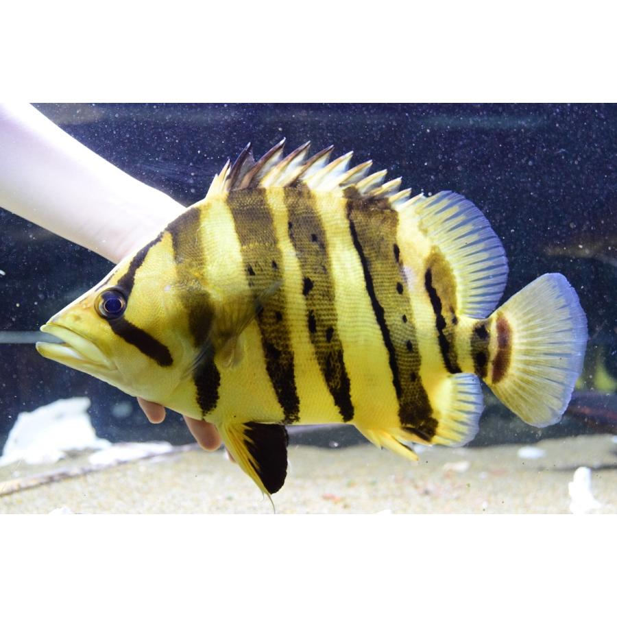 ダトニオプラスワン　”ボルネオ”　32-33cm 