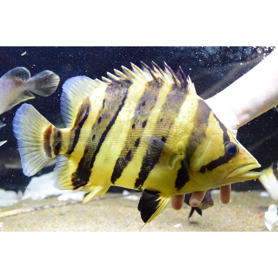 ダトニオプラスワン　”ボルネオ”　32-33cm 