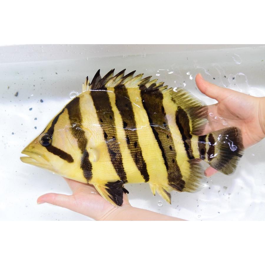 ダトニオプラスワン　”ボルネオ”　32-33cm 