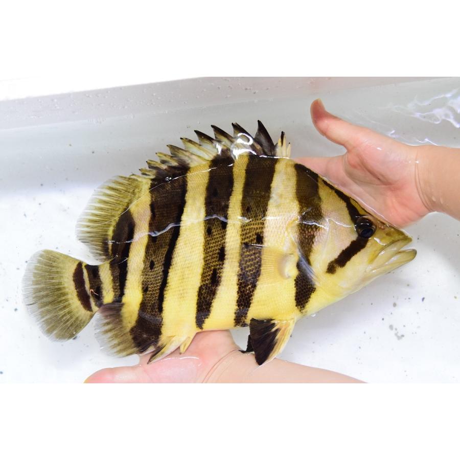 ダトニオプラスワン　”ボルネオ”　32-33cm 