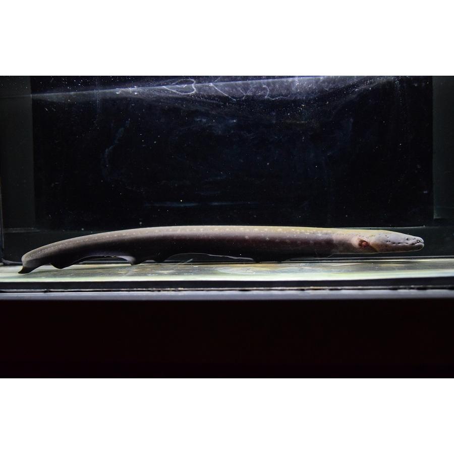 デンキウナギ　”タクトゥ”　36cm(34000円)