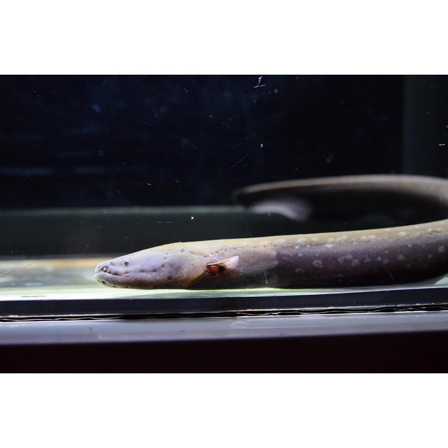 送料無料 デンキウナギ　”タクトゥ”　36cm 【CE9333109004】(34000円)