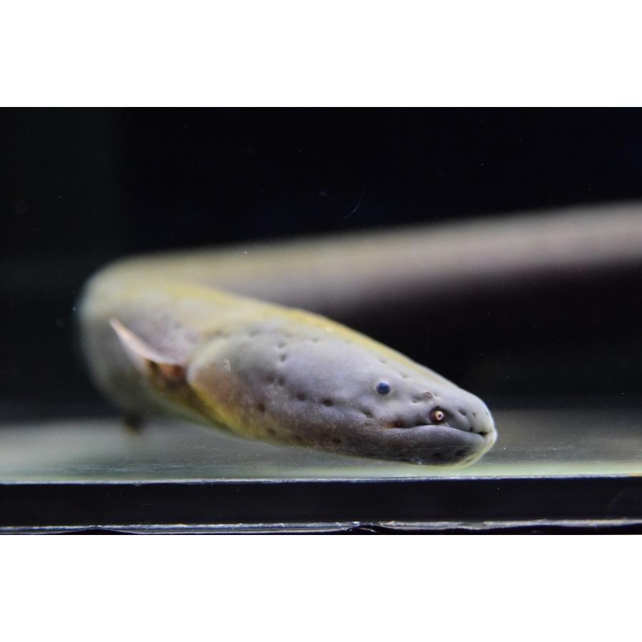 送料無料 デンキウナギ　”タクトゥ”　36cm 【CE9333109004】(34000円)