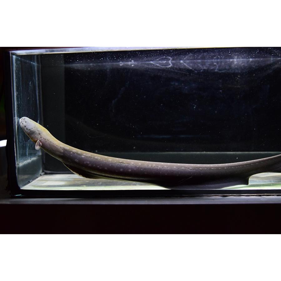 送料無料 デンキウナギ　”タクトゥ”　36cm 【CE9333109004】(34000円)