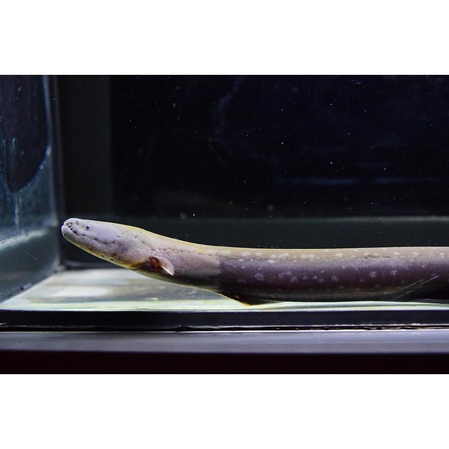 送料無料 デンキウナギ　”タクトゥ”　36cm 【CE9333109004】(34000円)