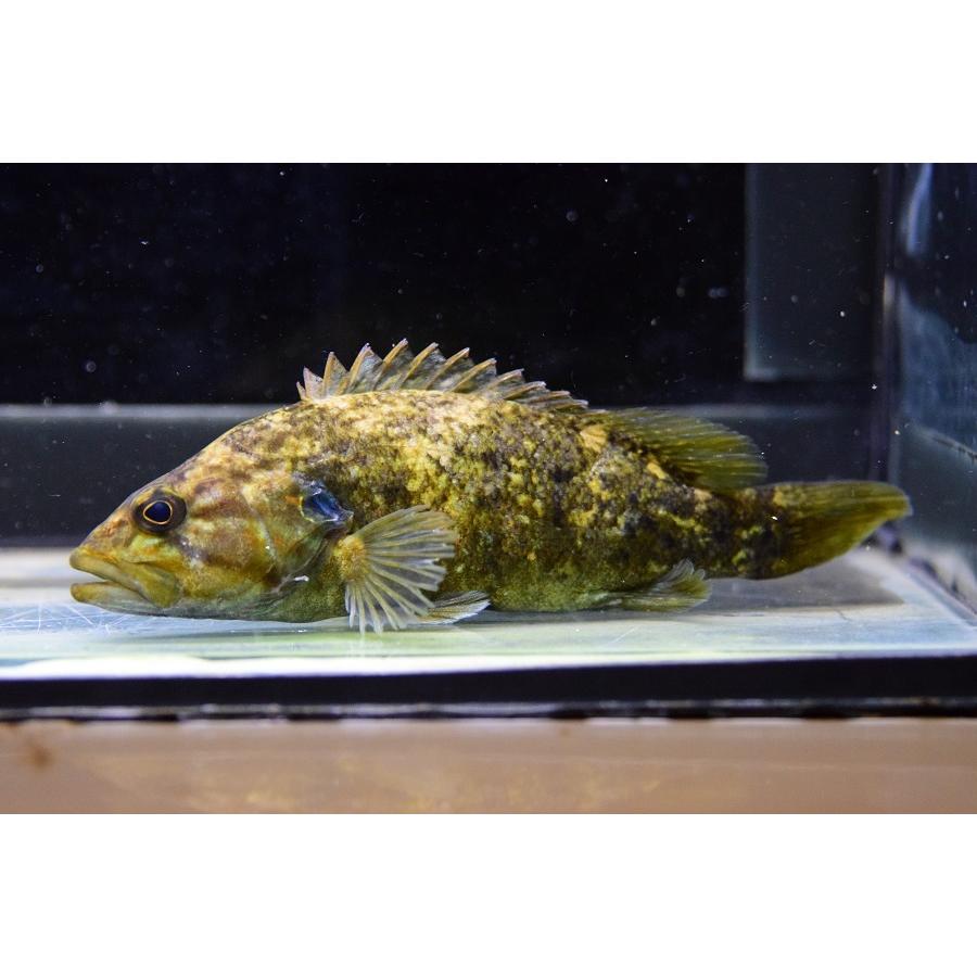 コウライオヤニラミ 14 15cm 人気激安