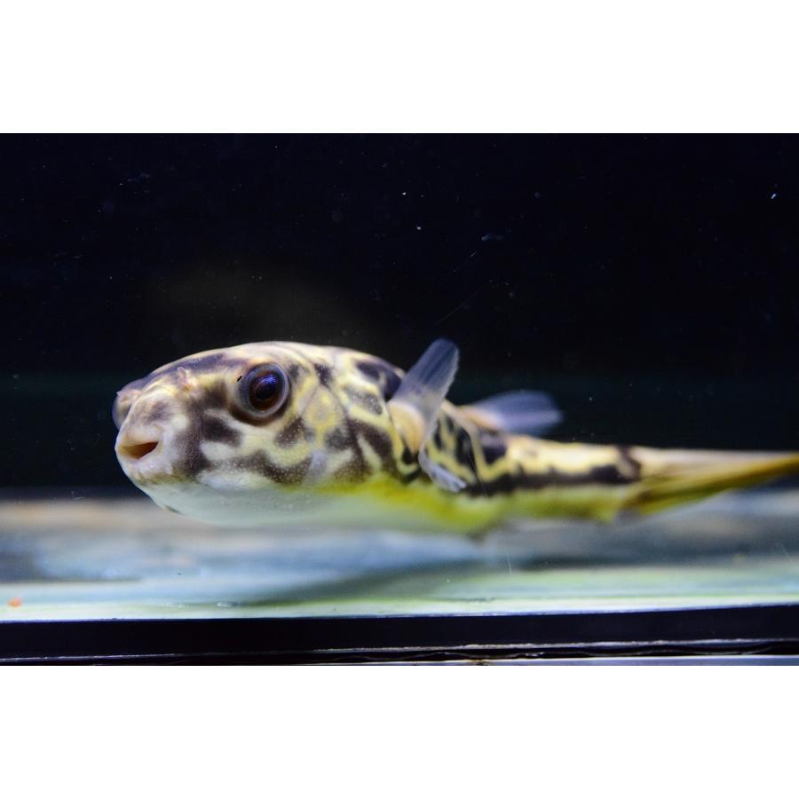 テトラオドン・ムブ　”コンゴ”　15-16cm