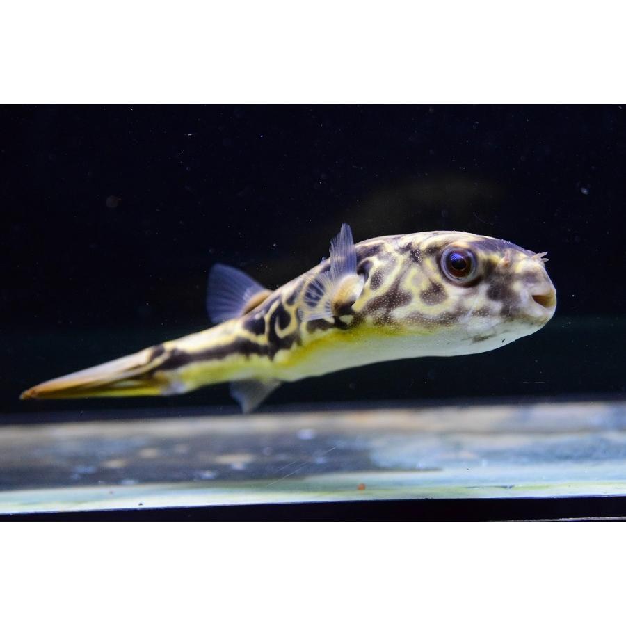 テトラオドン・ムブ　”コンゴ”　15-16cm 