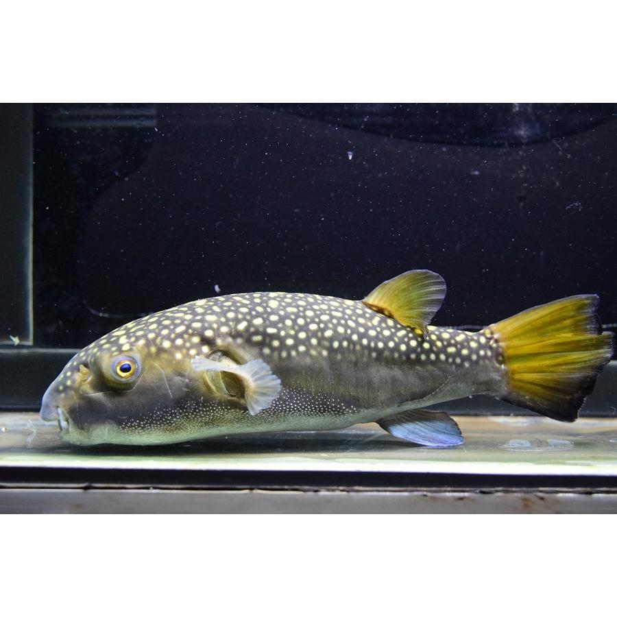 スノーフレークパファー 熱帯魚 インド 24cm Rivers Other399 24cm Other399ならショッピング ランキングや口コミも豊富なネット通販 更にお得なpaypay残高も スマホアプリも充実で毎日どこからでも気になる商品をその場でお求めいただけます ペット用品 生き物