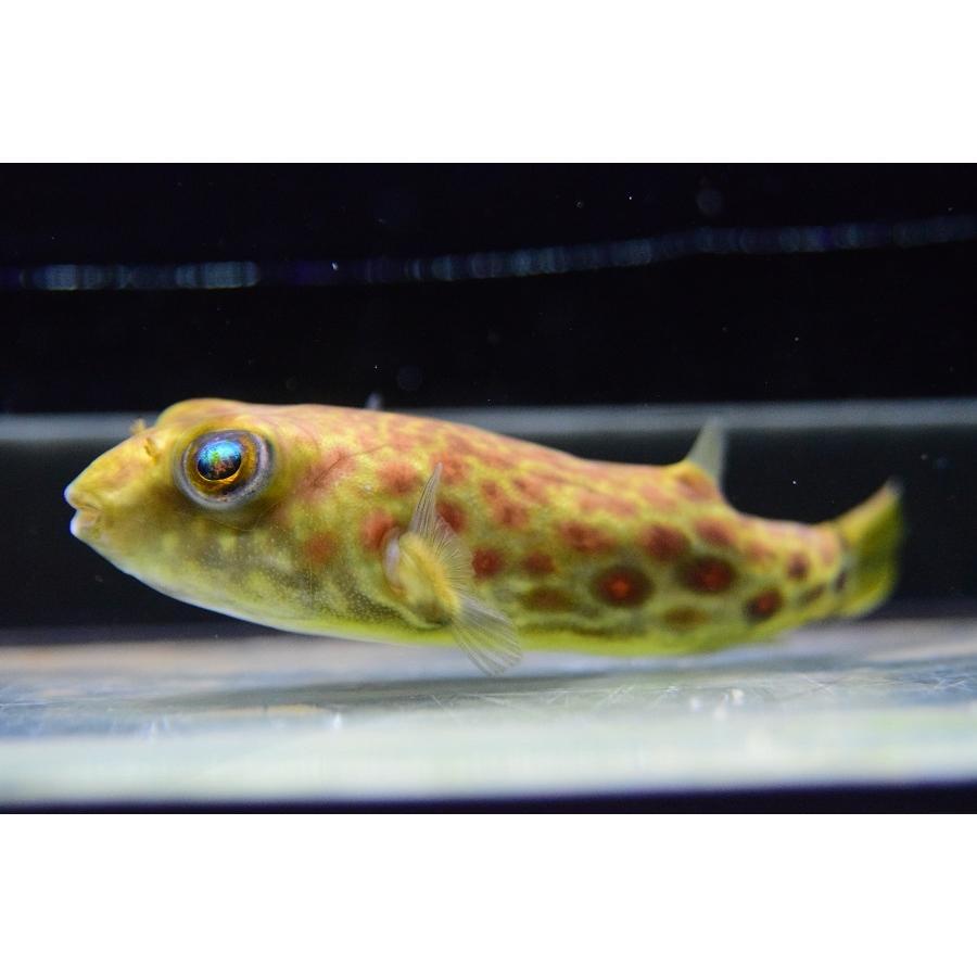 テトラオドン・パストゥレイタス　”ナイジェリア”　12cm(123120円)